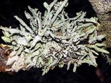 Hypogymnia gracilis image