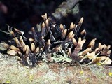 Hypogymnia gracilis image
