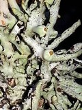 Hypogymnia gracilis image