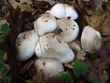 Agaricus hondensis image