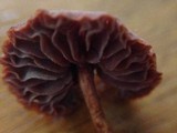 Laccaria fraterna image