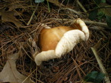 Rhodocollybia butyracea image