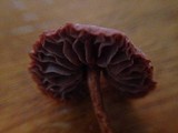 Laccaria fraterna image