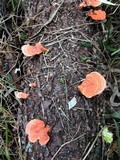 Pycnoporus sanguineus image