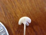 Rickenella fibula image