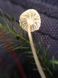 Rickenella fibula image