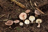 Leucoagaricus cupresseus image