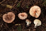 Leucoagaricus cupresseus image