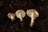 Leucoagaricus cupresseus image
