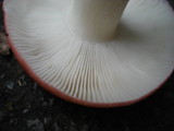 Russula cremoricolor image