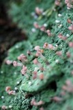Baeomyces rufus image