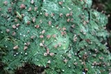 Baeomyces rufus image