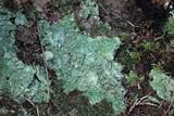 Baeomyces rufus image