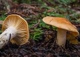 Cuphophyllus pratensis image