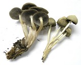 Mycena overholtsii image