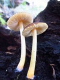 Pluteus romellii image