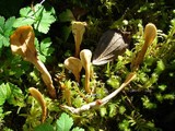 Pachycudonia spathulata image