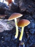 Pluteus romellii image