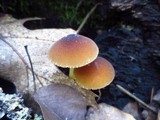 Pluteus romellii image