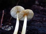 Pluteus romellii image