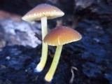 Pluteus romellii image