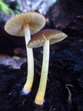 Pluteus romellii image