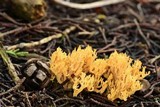 Phaeoclavulina myceliosa image