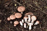 Agaricus brunneofibrillosus image
