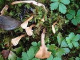 Pachycudonia spathulata image