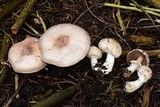 Agaricus hondensis image
