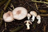 Agaricus hondensis image