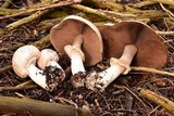 Agaricus hondensis image