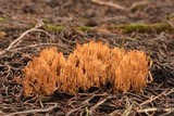 Phaeoclavulina myceliosa image