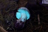 Tricholoma pardinum image