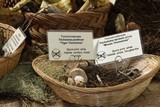Tricholoma pardinum image