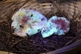 Russula sanguinaria image