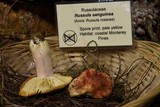 Russula sanguinaria image