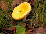 Russula lutea image