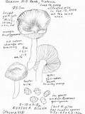 Russula lutea image