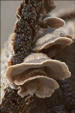 Bjerkandera adusta image