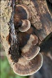 Bjerkandera adusta image