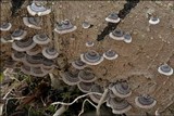 Bjerkandera adusta image