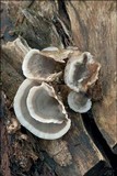 Bjerkandera adusta image