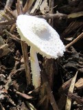 Leucocoprinus cretaceus image