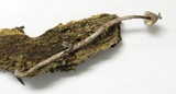 Mycena purpureofusca image