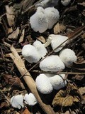 Leucocoprinus cretaceus image