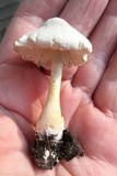 Leucocoprinus cretaceus image