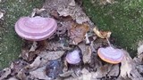 Ganoderma curtisii image
