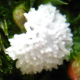 Ceratiomyxa fruticulosa var. fruticulosa image