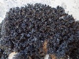Lathagrium cristatum image